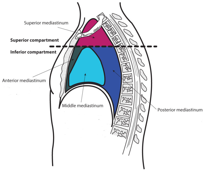 Mediastinum Compartments